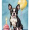 Edge Collections - 28" X 40" - Multicolor - Boston Terrier Happy Birthday Large - 1 Piece